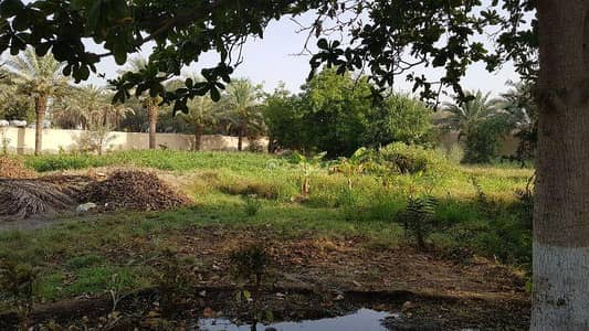 ارض سكنية  للبيع في السيب، مسقط - أرض سكنية للبيع في السيب، مسقط