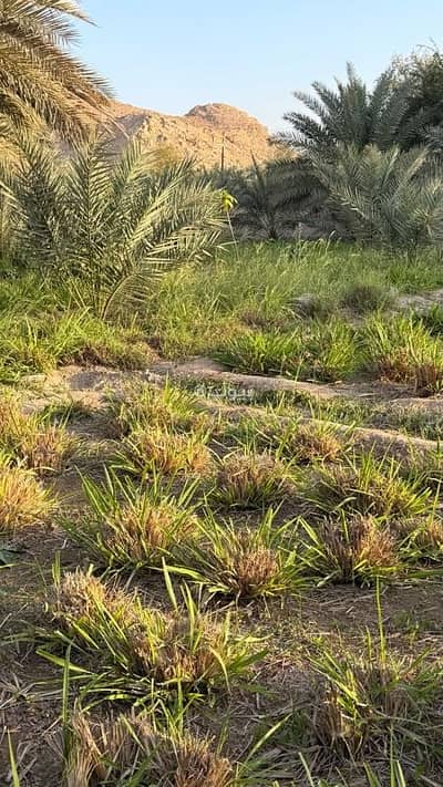 Residential Land for Sale in Al Amarat, Muscat - Residential Land For Sale in Al Amarat, Muscat Residential Land for Sale in Al Amarat, Muscat - Residential Land For Sale in Al Amarat, Muscat