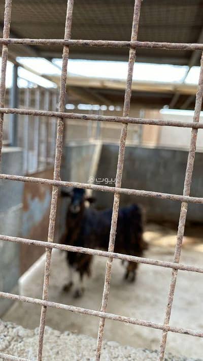 ارض سكنية  للبيع في المصنعة، الباطنة - أرض سكنية للبيع في المسن'a، الباطنة