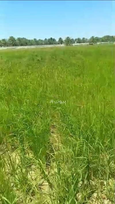 Residential Land for Rent in Barka, Al Batinah - Residential Land For Rent in Barka, Al Batinah