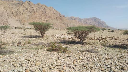 ارض سكنية  للبيع في العامرات، مسقط - أرض سكنية للبيع في الأمارات، مسقط