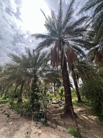 ارض سكنية للبيع في المضيبي، الشرقية - أرض سكنية للبيع في المضيبي، الشرقية ارض سكنية للبيع في المضيبي، الشرقية - أرض سكنية للبيع في المضيبي، الشرقية