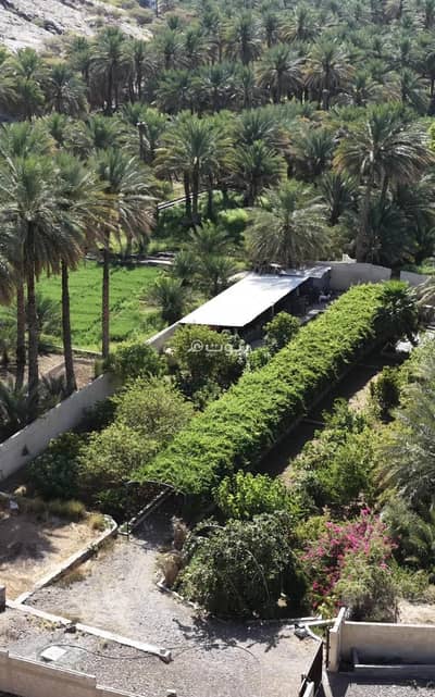 ارض سكنية  للبيع في نزوى، الداخلية - أرض سكنية للبيع في نزوى، الداخلية