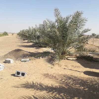 ارض سكنية  للبيع في البريمي، البريمي - أرض سكنية للبيع في البريمى