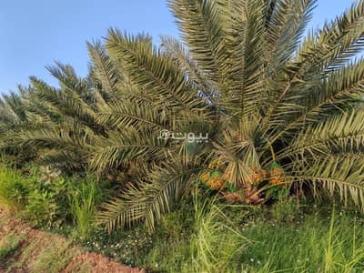 ارض سكنية للبيع في أدم، الداخلية - أرض سكنية للبيع في آدم، الداخلية ارض سكنية للبيع في أدم، الداخلية - أرض سكنية للبيع في آدم، الداخلية