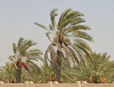 ارض سكنية  للبيع في بركاء، الباطنة - شقة استوديو للبيع في بركاء، الباطنة