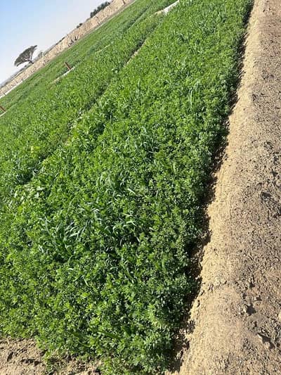 Residential Land for Rent in Al Qabil, Al Sharqiya - Residential Land For Rent in Al Qabil, Al Sharqiya