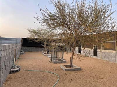 ارض سكنية  للبيع في البريمي، البريمي - أرض سكنية للبيع في البريمي