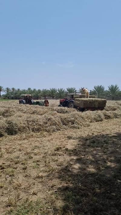 ارض سكنية  للبيع في بركاء، الباطنة - أرض سكنية للبيع في بركة، الباطنة