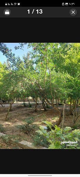 Residential Land for Sale in Ibra, Al Sharqiya - Residential Land for Sale in Ibra, Al Sharqiya