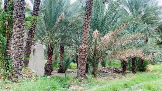 ارض سكنية  للبيع في ازكي، الداخلية - أرض سكنية للبيع في إزكي، الداخلية
