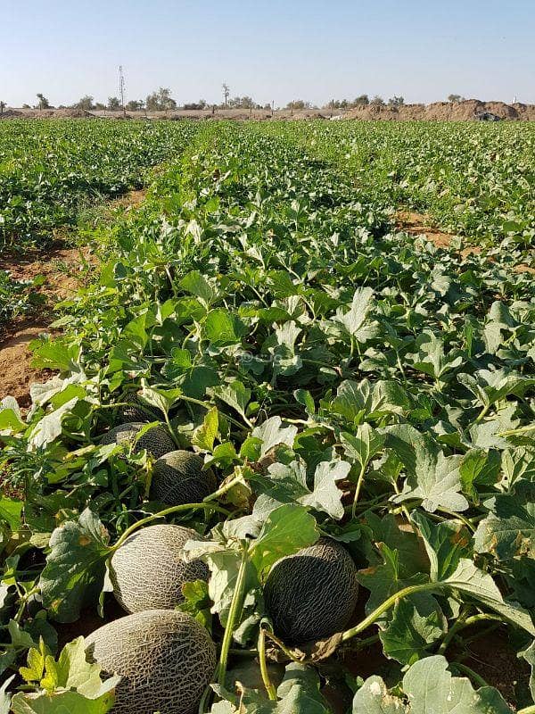 أرض سكنية للإيجار في إبراء، الظاهرة أرض سكنية للإيجار في إبراء، الظاهرة