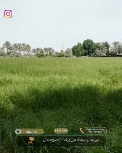 ارض سكنية  للبيع في بركاء، الباطنة - أرض سكنية للبيع في بركة، الباطنة