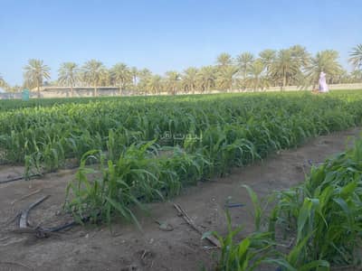 Residential Land for Rent in Barka, Al Batinah - Residential Land For Rent in Barka, Al Batinah