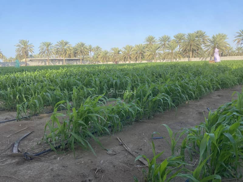 Residential Land For Rent in Barka, Al Batinah Residential Land For Rent in Barka, Al Batinah