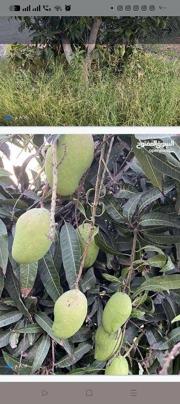 عقار تجاري آخر للبيع في السويق، الباطنة عقار تجاري آخر للبيع في السويق، الباطنة