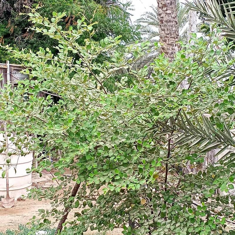 أرض سكنية للبيع في السويق، الباطنة