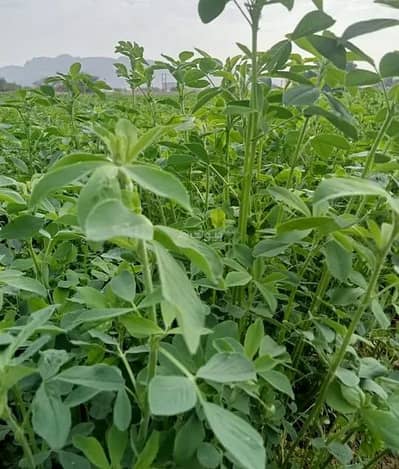 Residential Land for Rent in Mahdhah, Al Buraimi - Residential Land For Rent in Mahdhah, Al Buraimi