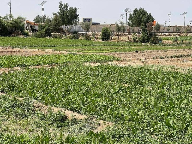 أرض سكنية للبيع في المسنع، الباطنة أرض سكنية للبيع في المسنع، الباطنة