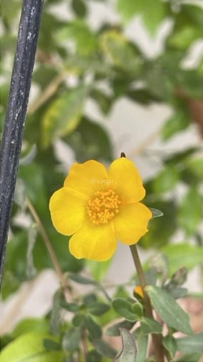 عقارات تجارية اخرى  للايجار في يتي، مسقط - عقار تجاري آخر للإيجار في يتي، مسقط