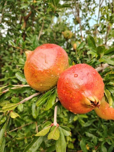 فیلا 2 غرفة نوم للبيع في نزوى، الداخلية - فيلا مكونة من غرفتي نوم للبيع في نزوى، الداخلية