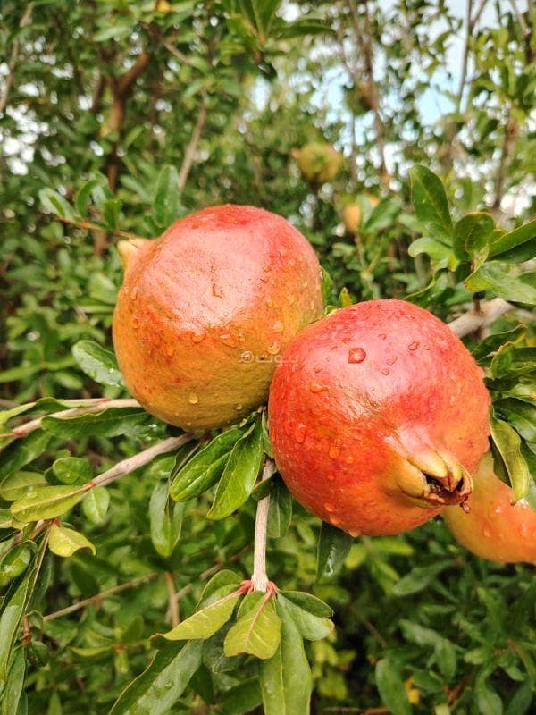 فيلا مكونة من غرفتي نوم للبيع في نزوى، الداخلية