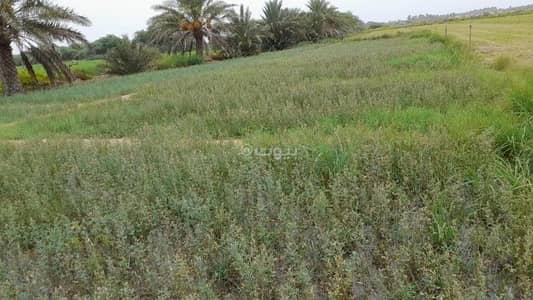 ارض سكنية  للبيع في المصنعة، الباطنة - أرض سكنية للبيع في المَسْنَعَة، البَاطِنَة