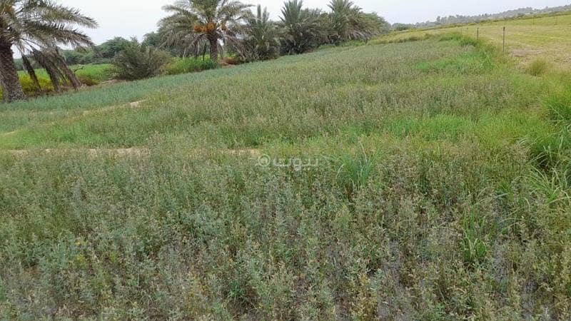 أرض سكنية للبيع في المَسْنَعَة، البَاطِنَة