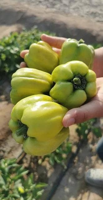 شاليه 1 غرفة نوم للبيع في المصنعة، الباطنة - شاليه بغرفة نوم واحدة للبيع في المصعنة، الباطنة