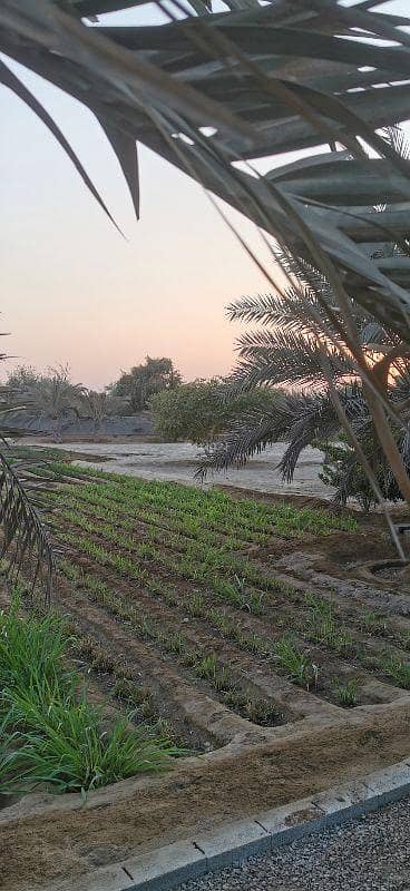 ارض سكنية  للبيع في المصنعة، الباطنة - أرض سكنية للبيع في المصنعة، الباطنة