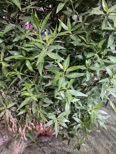 1 Bedroom Room for Rent in Barka, Al Batinah - 1 Room For Rent in Barka, Al Batinah