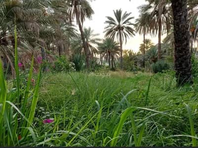 شاليه 5 غرف نوم للبيع في البريمي، البريمي - شاليه يتكون من 5 غرف نوم للبيع في البريمي