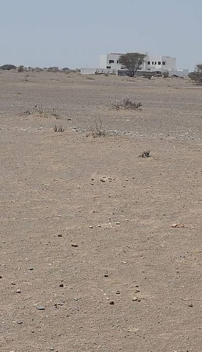 ارض سكنية  للبيع في بركاء، الباطنة - أرض سكنية للبيع في بركة، الباطنة