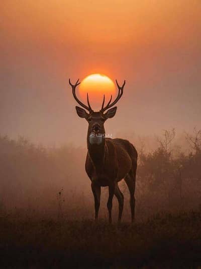 3 Bedroom Apartment for Rent in Muscat - Other, Muscat - 3 Bedrooms Apartment For Rent Muscat - Other