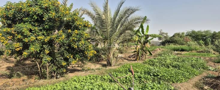 ارض سكنية  للبيع في السويق، الباطنة - أرض سكنية للبيع في السويق، الباطنة