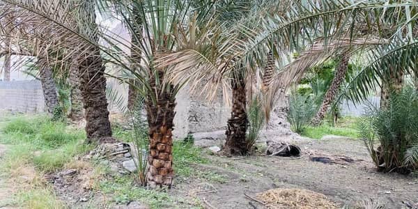 ارض سكنية  للبيع في ازكي، الداخلية - أرض سكنية للبيع في إزكي، الداخلية