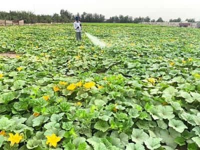 Residential Land for Sale in Al Maabilah, Muscat - Residential Land For Sale in Al Maabilah, Muscat