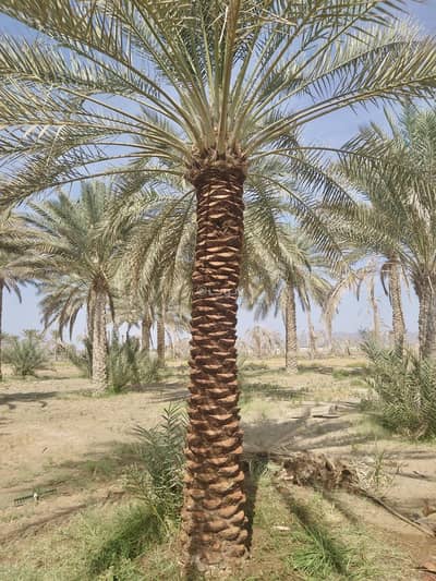 ارض سكنية  للبيع في القابل، الشرقية - أرض للبيع في القابل، الشرقية