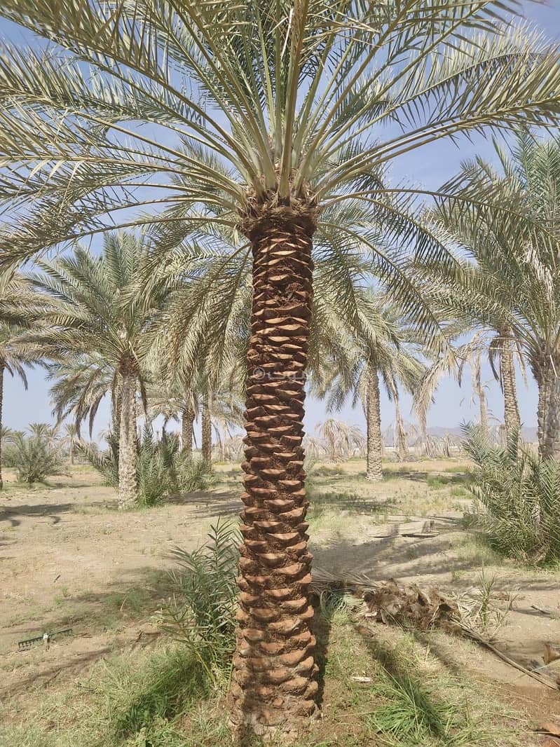 أرض للبيع في القابل، الشرقية أرض للبيع في القابل، الشرقية